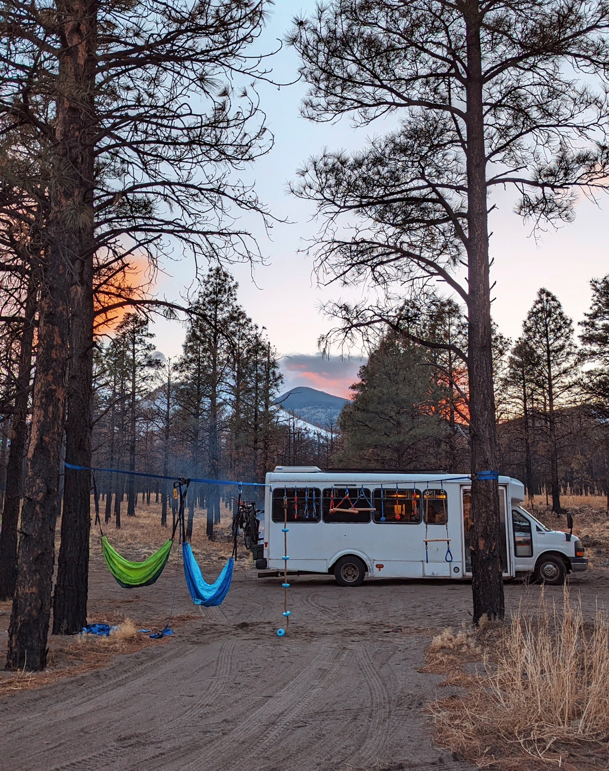 PineTree_camping